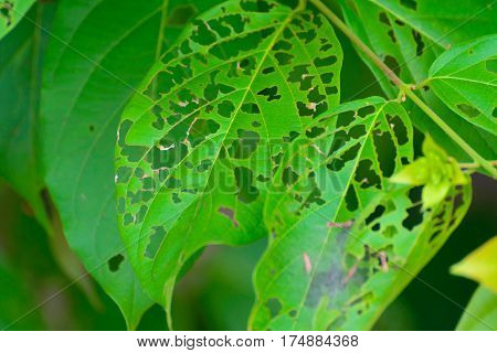 Leaf With Holes, Eaten By Pests, Diseased And Decayed Weeping Green Leaf Lace Selective Focus