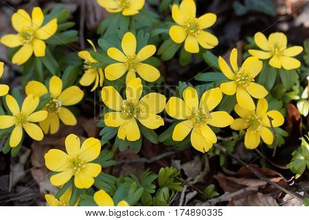 Yellow flowers of winter aconite (Eranthis hyemalis).