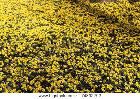 A field of flowers of winter aconite (Eranthis hyemalis)