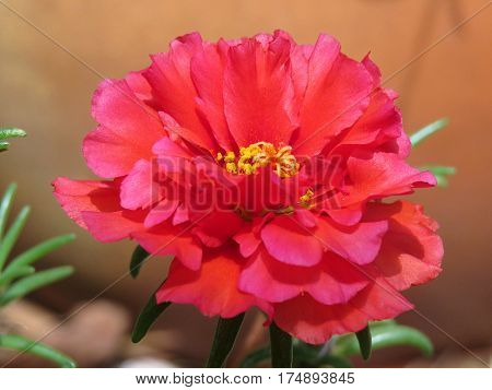 Red Portulaca flower in bloom in a summer garden Moss Rose, Rose Moss terracotta pot
