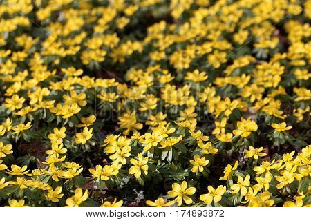 A field of flowers of winter aconite (Eranthis hyemalis)