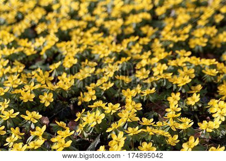 A field of flowers of winter aconite (Eranthis hyemalis)