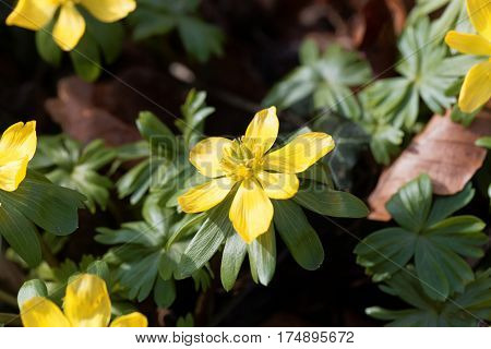 Yellow flowers of winter aconite (Eranthis hyemalis).