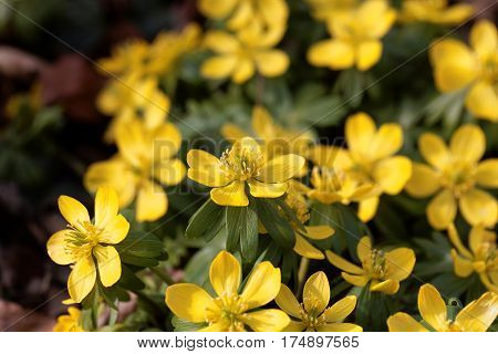 Yellow flowers of winter aconite (Eranthis hyemalis).