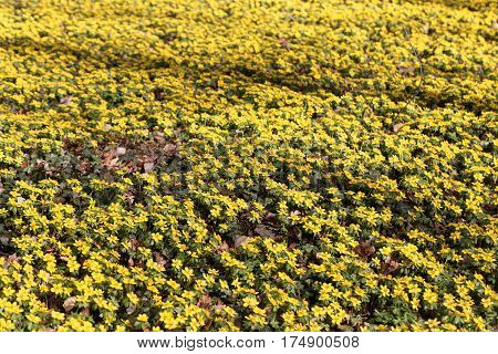A field of flowers of winter aconite (Eranthis hyemalis)