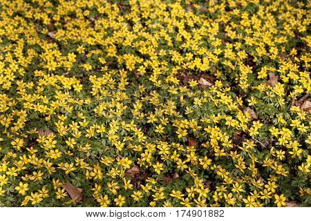 A field of flowers of winter aconite (Eranthis hyemalis)