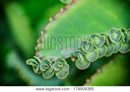 Close up Beautiful young green Kalanchoe pinnata plant