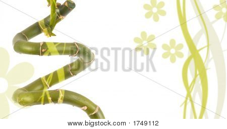 Fondo de flores