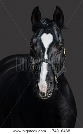 Black horse  in halter with heart mark on gray background. Unigue and rare colored. 