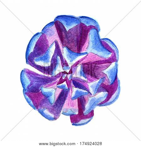 Wildflower succulentus flower in a watercolor style isolated. Full name of the plant: succulentus. Aquarelle wild flower for background, texture, wrapper pattern, frame or border.