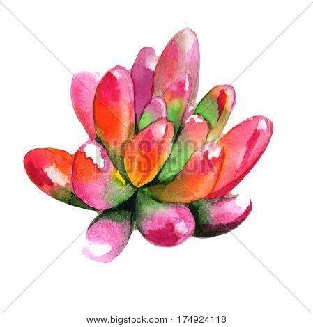 Wildflower succulentus flower in a watercolor style isolated. Full name of the plant: succulentus. Aquarelle wild flower for background, texture, wrapper pattern, frame or border.