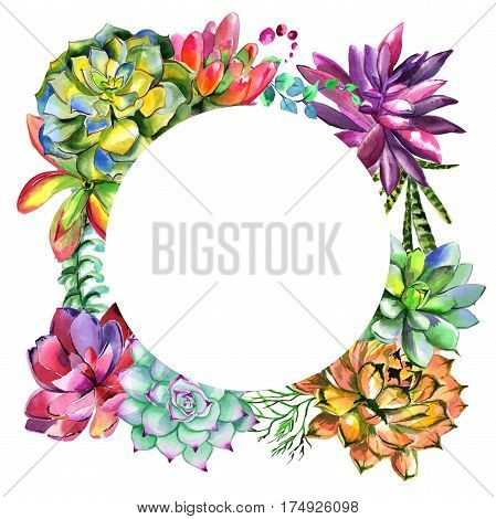 Wildflower succulentus flower frame in a watercolor style isolated. Full name of the plant: succulentus. Aquarelle wild flower for background, texture, wrapper pattern, frame or border.