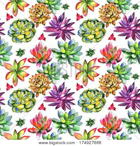 Wildflower succulentus flower pattern in a watercolor style isolated. Full name of the plant: succulentus. Aquarelle wild flower for background, texture, wrapper pattern, frame or border.