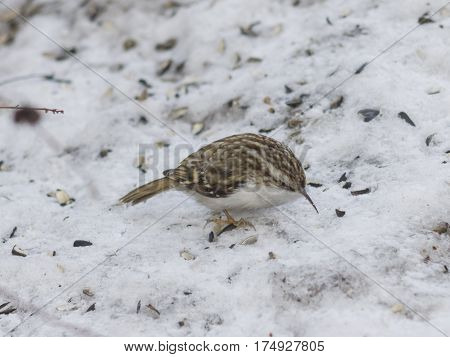 Small bird Eurasian or Common Treecreeper Certhia familiaris close-up portrait on snow selective focus shallow DOF.
