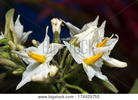 Flowers of Turkey Berry Isolated on Background