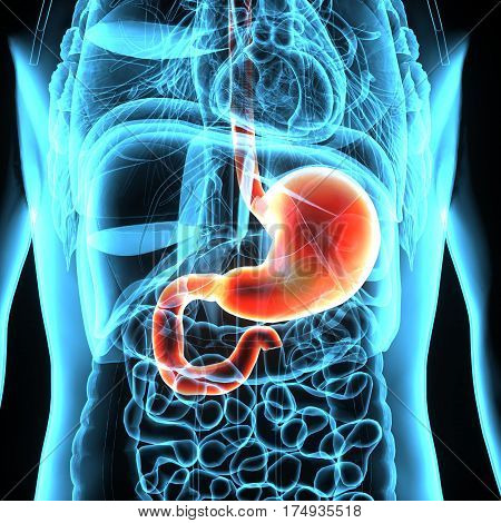 3D Illustration of Human Digestive System (Stomach Anatomy)