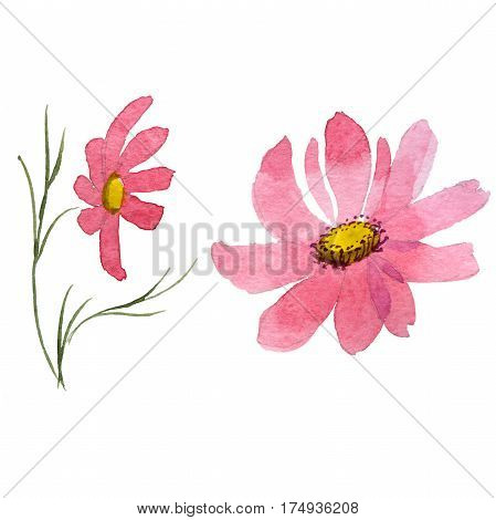 Wildflower kosmeya flower in a watercolor style isolated. Full name of the plant: kosmeya. Aquarelle wild flower for background, texture, wrapper pattern, frame or border.