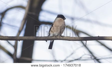 Brown Female of Eurasian Bullfinch Pyrrhula pyrrhula close-up portrait on branch with bokeh background selective focus shallow DOF