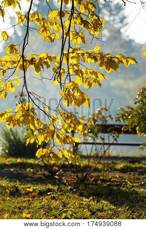 Autumn in park Aleksandriya. nature. yellow. forest.