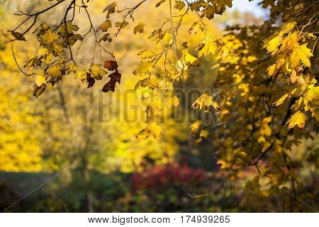 Autumn in park Aleksandriya. yellow. autumn. forest.