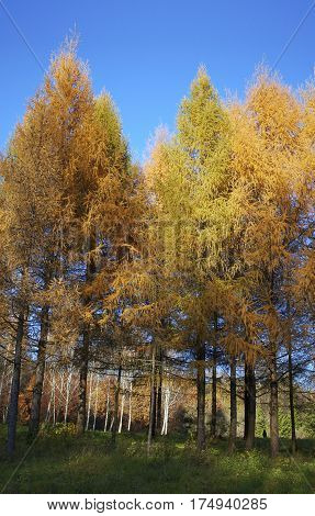 Autumn in park Aleksandriya. landscape. nature. yellow. nobody.