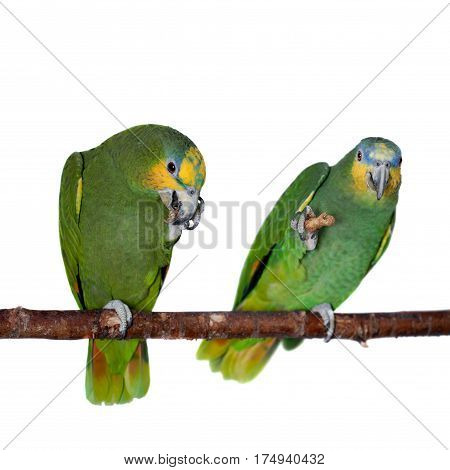 Orange-winged amazon, Amazona amazonika, isolated on the white background