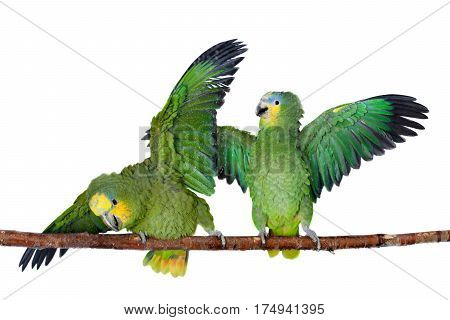 Orange-winged amazon, Amazona amazonika, isolated on the white background