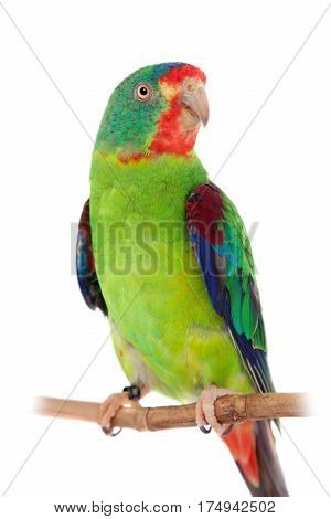Swift Parrot, Lathamus discolor, isolated on white background