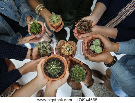 People Hands Hold Plants Cactus in Pots