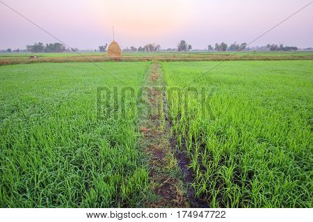 rice field in the morning with fog, Roi-ed Thailand