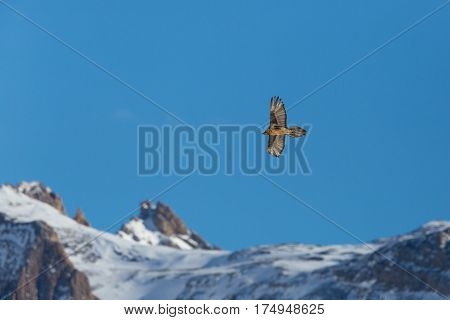 Flying Adult Bearded Vulture (gypaetus Barbatus) With Mountains, Blue Sky And Snow