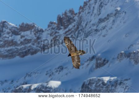 Flying Juvenile Bearded Vulture (gypaetus Barbatus) With Mountains, Blue Sky And Snow
