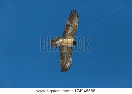 Flying Juvenile Bearded Vulture (gypaetus Barbatus) With Blue Sky
