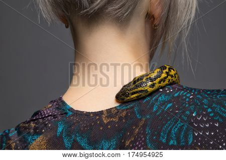 Anaconda crawling on woman's shoulder on gray background