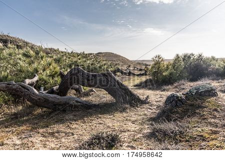 Strange trees between dunes and forest in Bretignolles-sur-Mer (France)