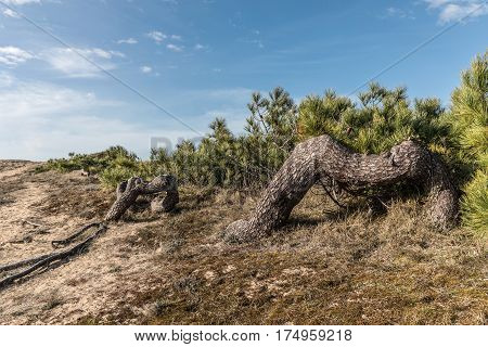 Strange trees between dunes and forest in Bretignolles-sur-Mer (France)
