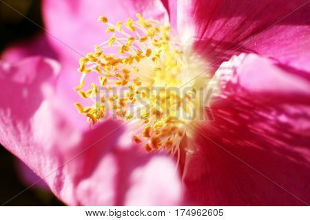 Red flower of rose hips during the summer flowering. The rosehip blossom photographed in close-up.