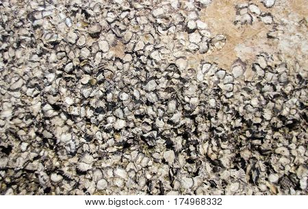 close up shell become fosil stone in ocean life