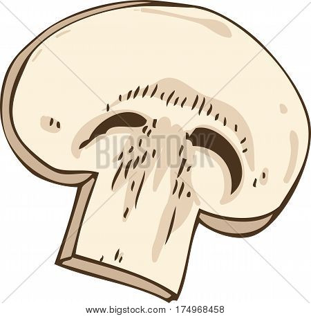 Champignon Mushroom Slice. Hand drawn Illustration. Isolated on a White