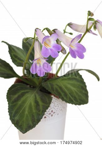 Decorative plant Chirita on a white background