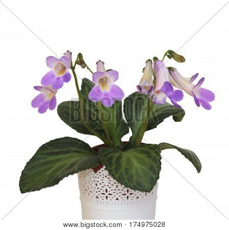 Decorative plant Chirita on a white background