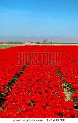 Landscape in Holland with flowerbulbs, red tulips and dike