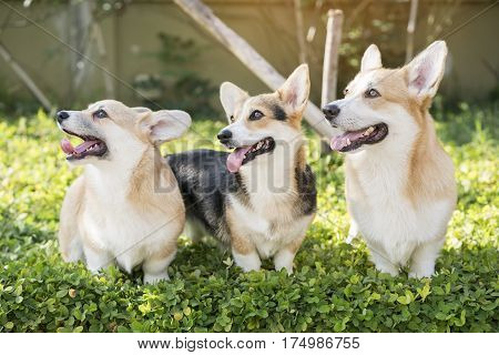 Corgi dog on the grass in summer sunny day