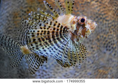 A beautiful Lionfish swimming in an Aquarium