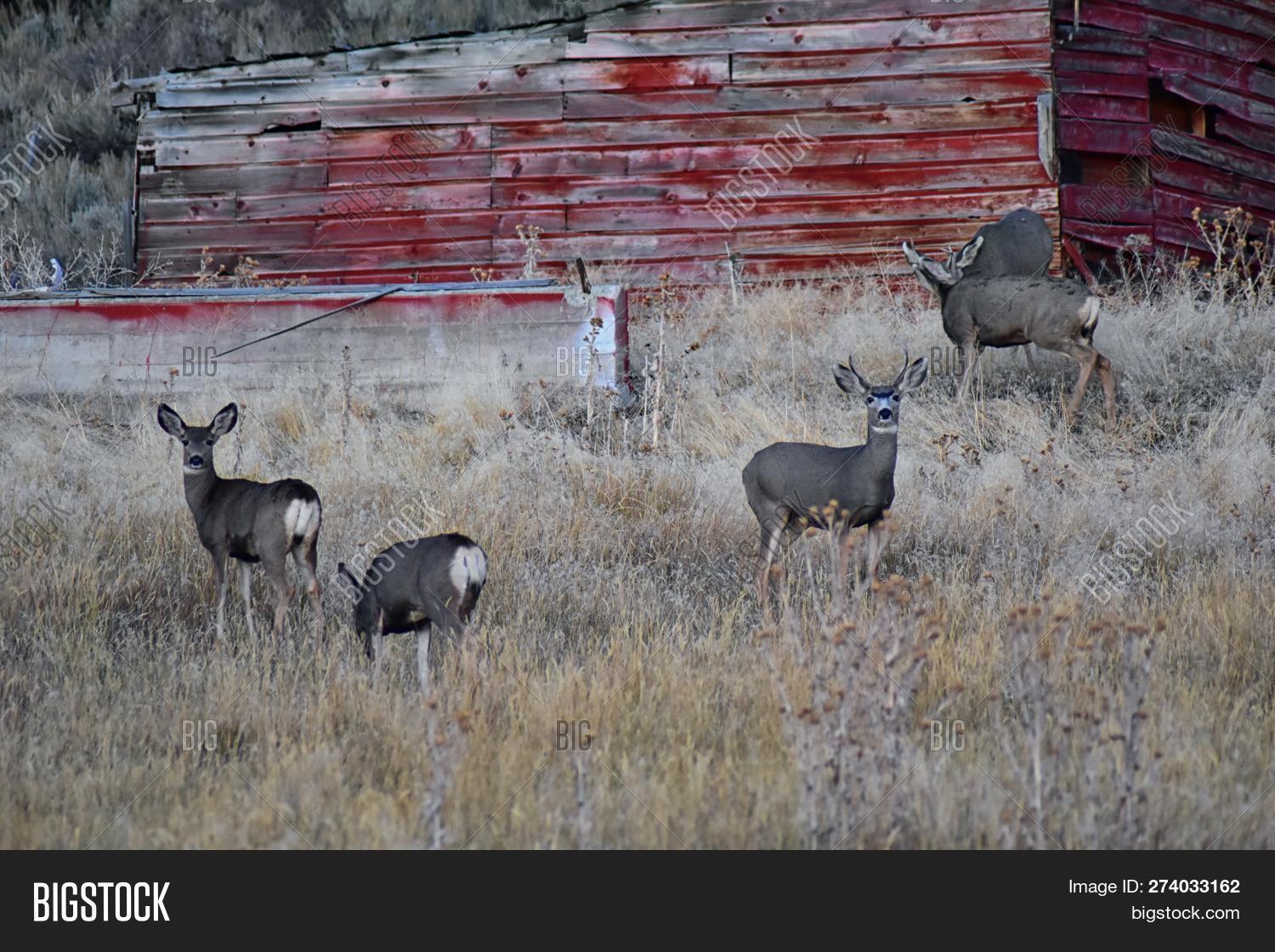 Wild Deer Utah Wasatch Image & Photo (Free Trial) Bigstock