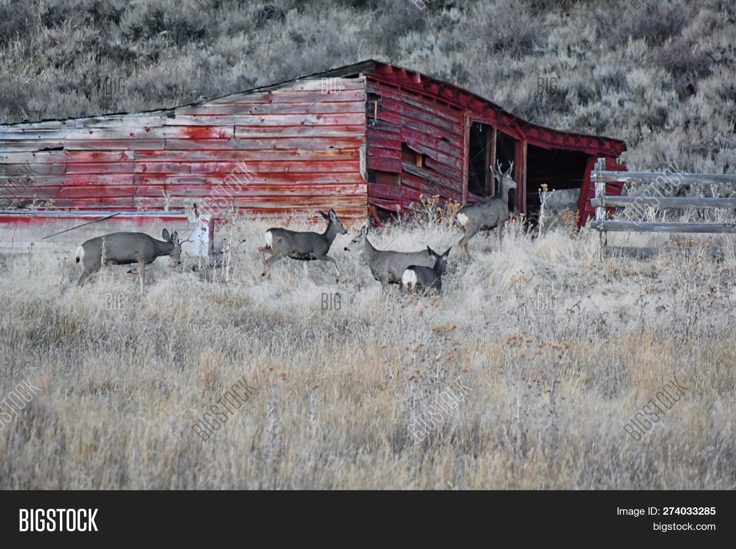 Wild Deer Utah Wasatch Image & Photo (Free Trial) Bigstock