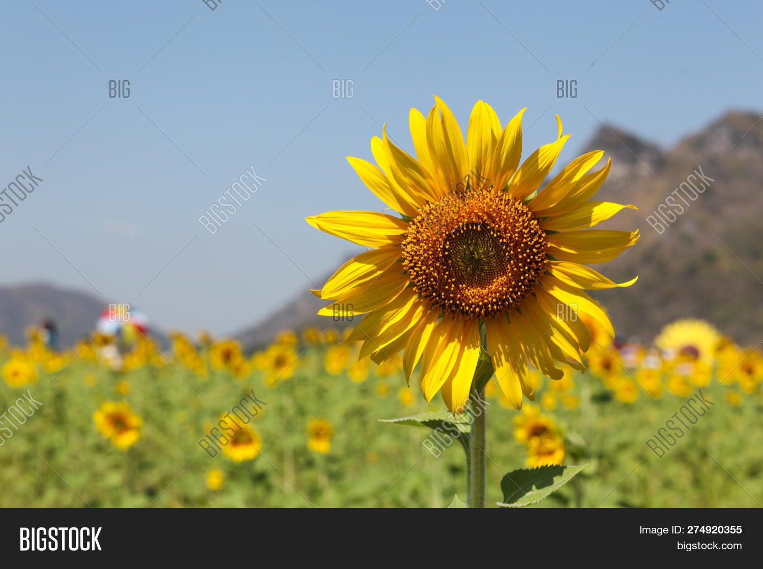 Sunflowers Facing Sun Image & Photo (Free Trial) Bigstock
