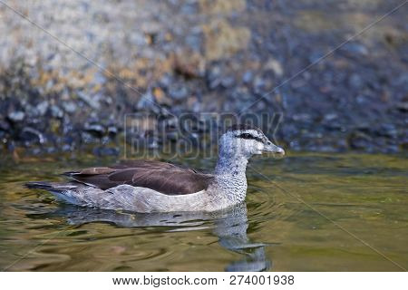 View Of A Female Cotton Pygmy Goose, Nettapus Coromandelianus