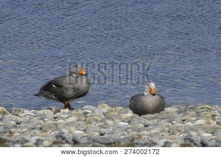 Pair Of Fuegian Steamer Duck, Tachyeres Pteneres