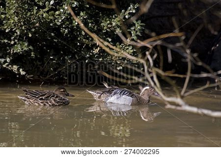 View Of A Pair Of Garganey, Anas Querquedula, Swimming